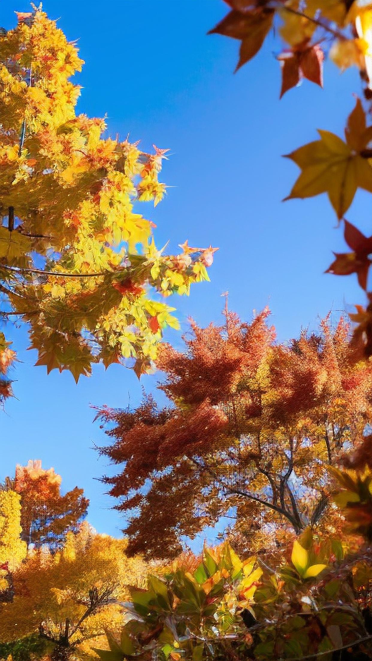 岁尽风清，心向长安